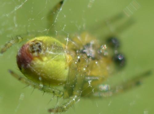 Araniella sp.